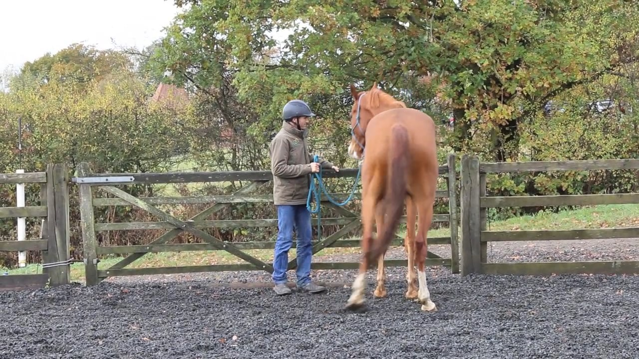 Leading Issues: Leading an excited or young horse in a new environment