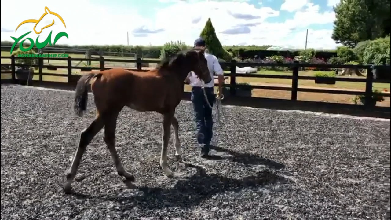 Loading a foal for the first time