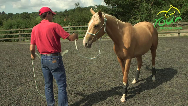 LUNGING FOR CONTROL: Hind End Control