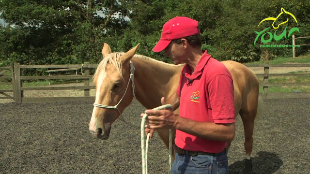 SUPPLING EXERCISES: Backwards from Halter