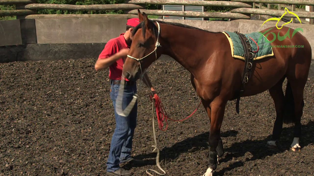 LONG REINING PREPARATION: Desensitising to Ropes