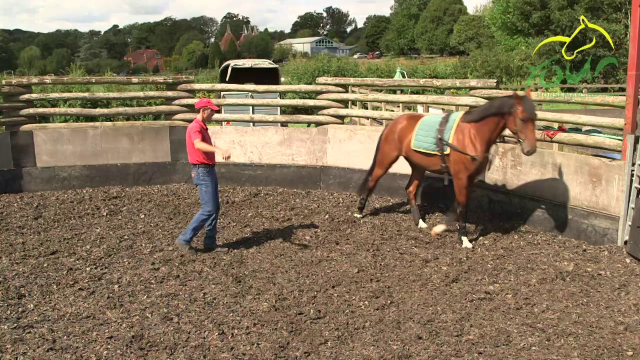 LONG REINING PREPARATION: Contact with Bit