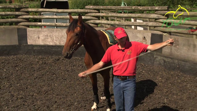 LONG REINING PREPARATION: Leading / Lunging with Bridle Rope