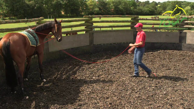 LONG REINING PREPARATION: One Rein Stops