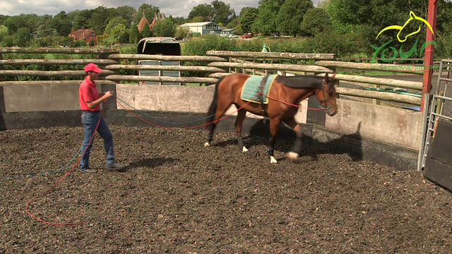 LONG REINING FOR RIDING: Moving Off