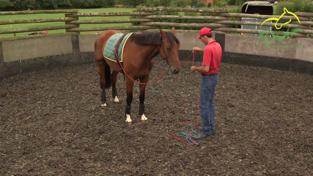 LONG REINING FOR RIDING: Long Reining Transitions