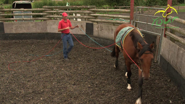 LONG REINING FOR RIDING: Shoulder Turns