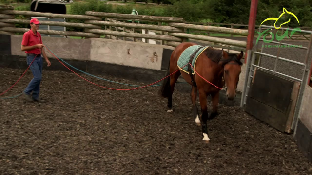 LONG REINING FOR RIDING: Desensitising from Behind