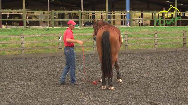 LONG REINING FOR RIDING: In the Open