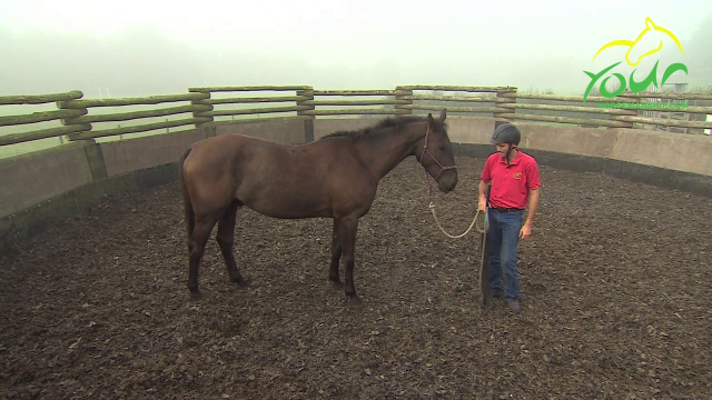 Grooming a Sensitive Horse