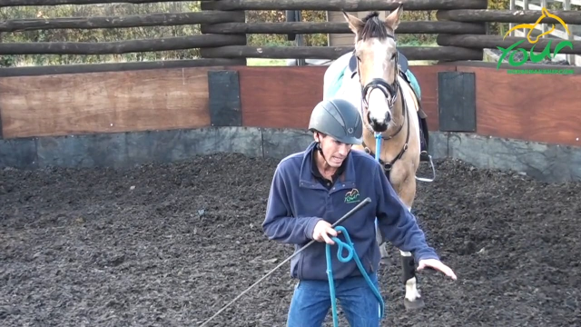 BUCKING: Lunging as preparation to ride