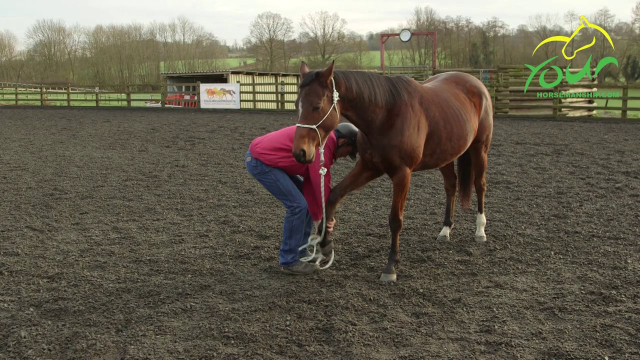 Leg handling video bundle: Farrier positions