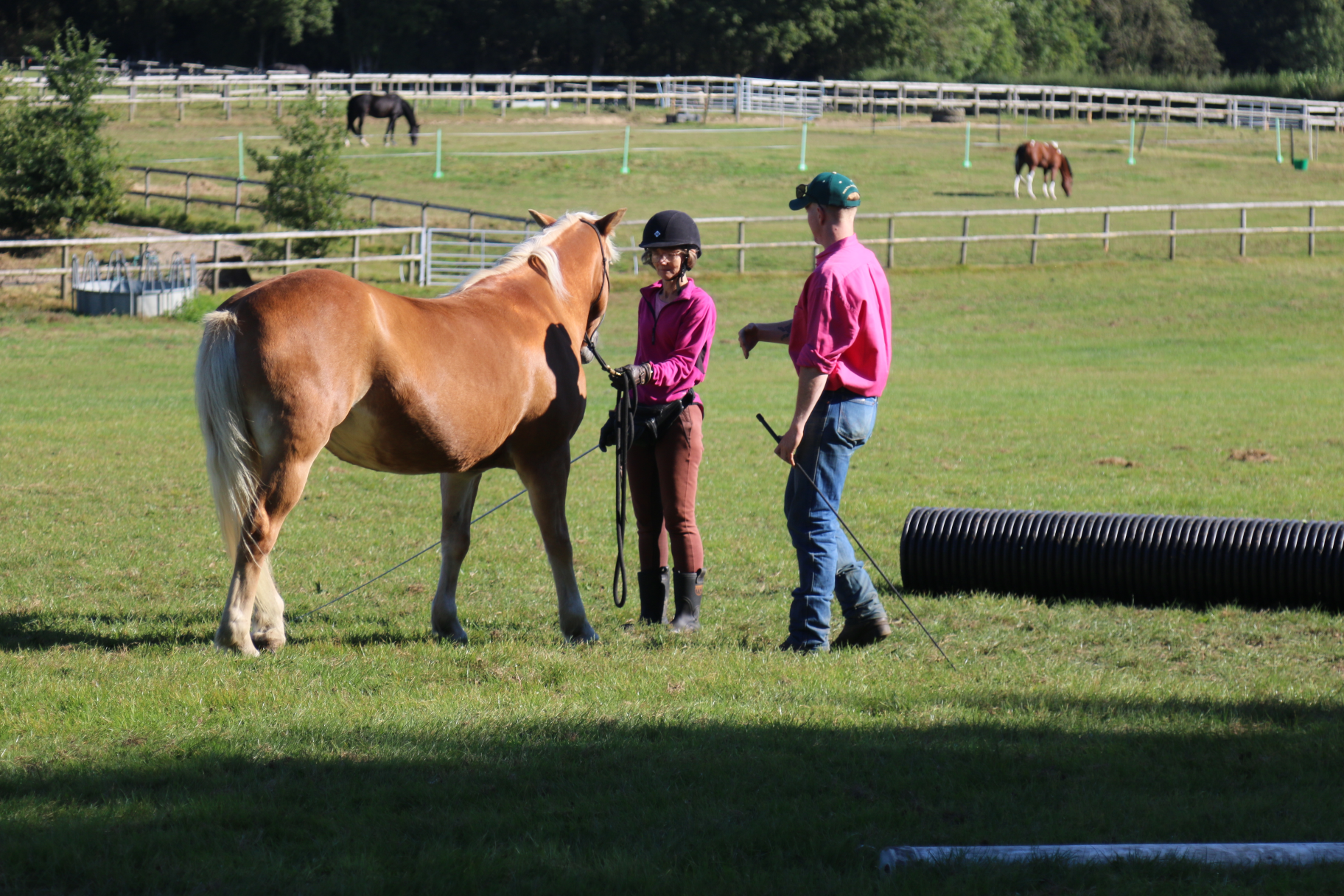 Key ground exercises and ridden turns