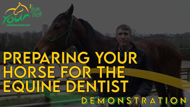 Preparing your horse for Equine Dentician