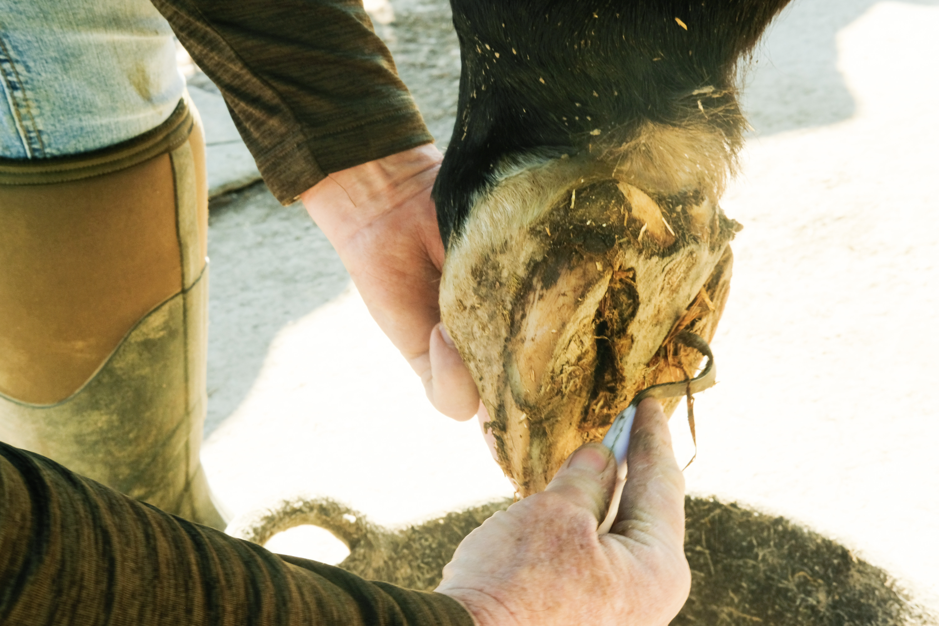 Preparing a Young Horse for the Farrier