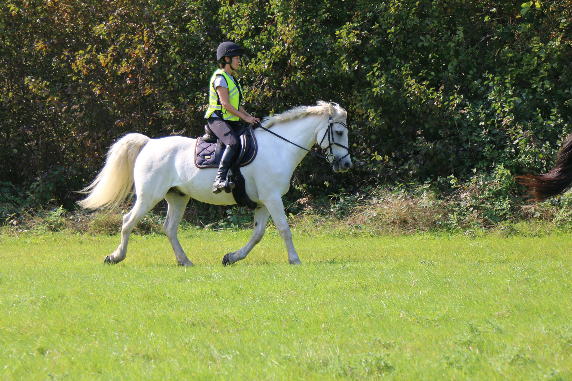 Motivating the Lazy Horse